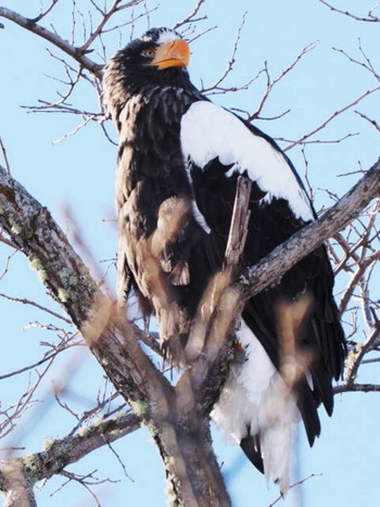 Steller's Sea Eagle 風蓮湖 Sat, 1/28/2023