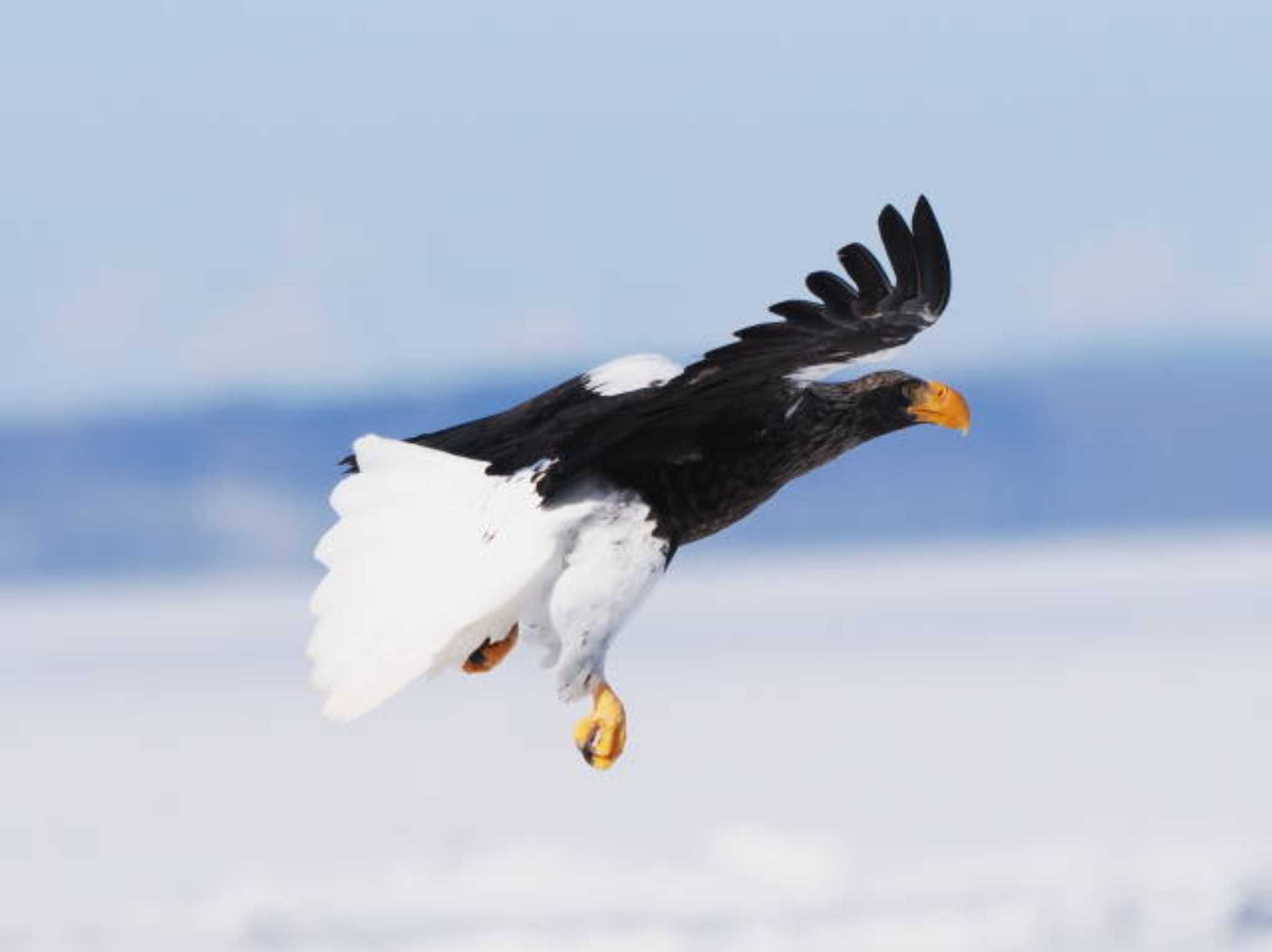 Steller's Sea Eagle