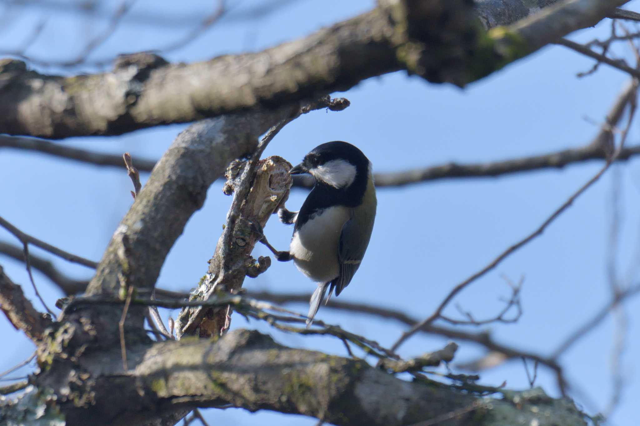 Japanese Tit