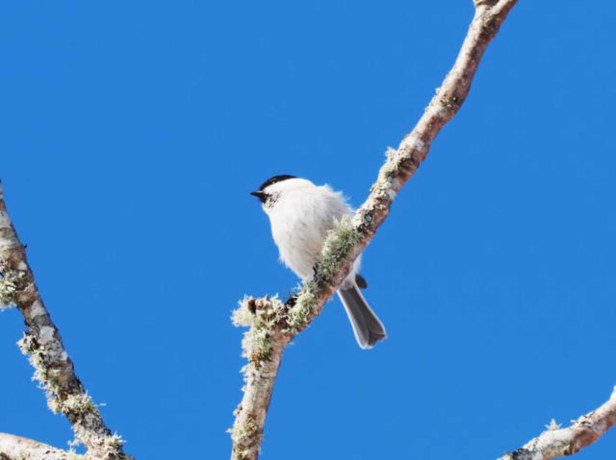 Marsh Tit