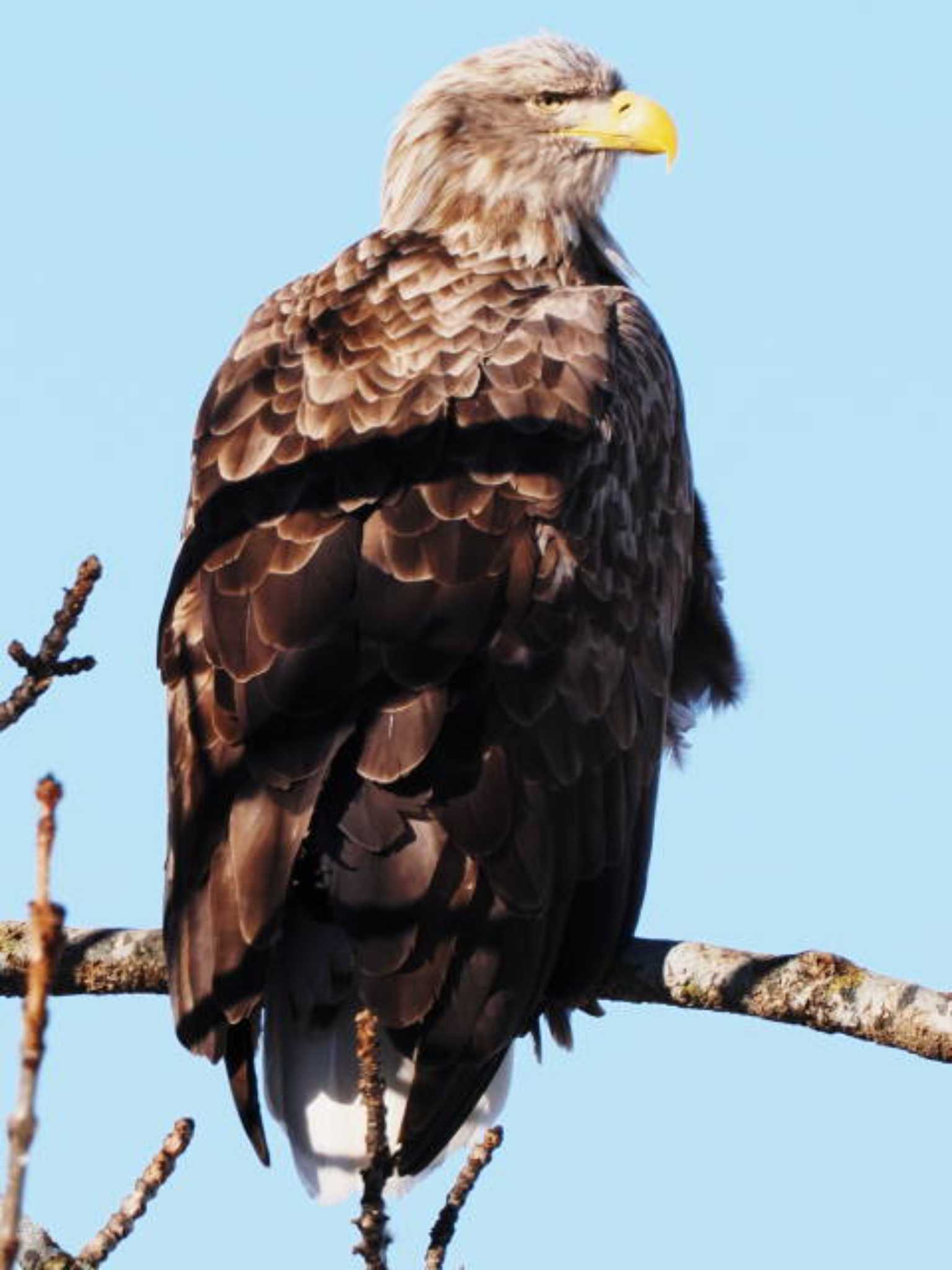 White-tailed Eagle