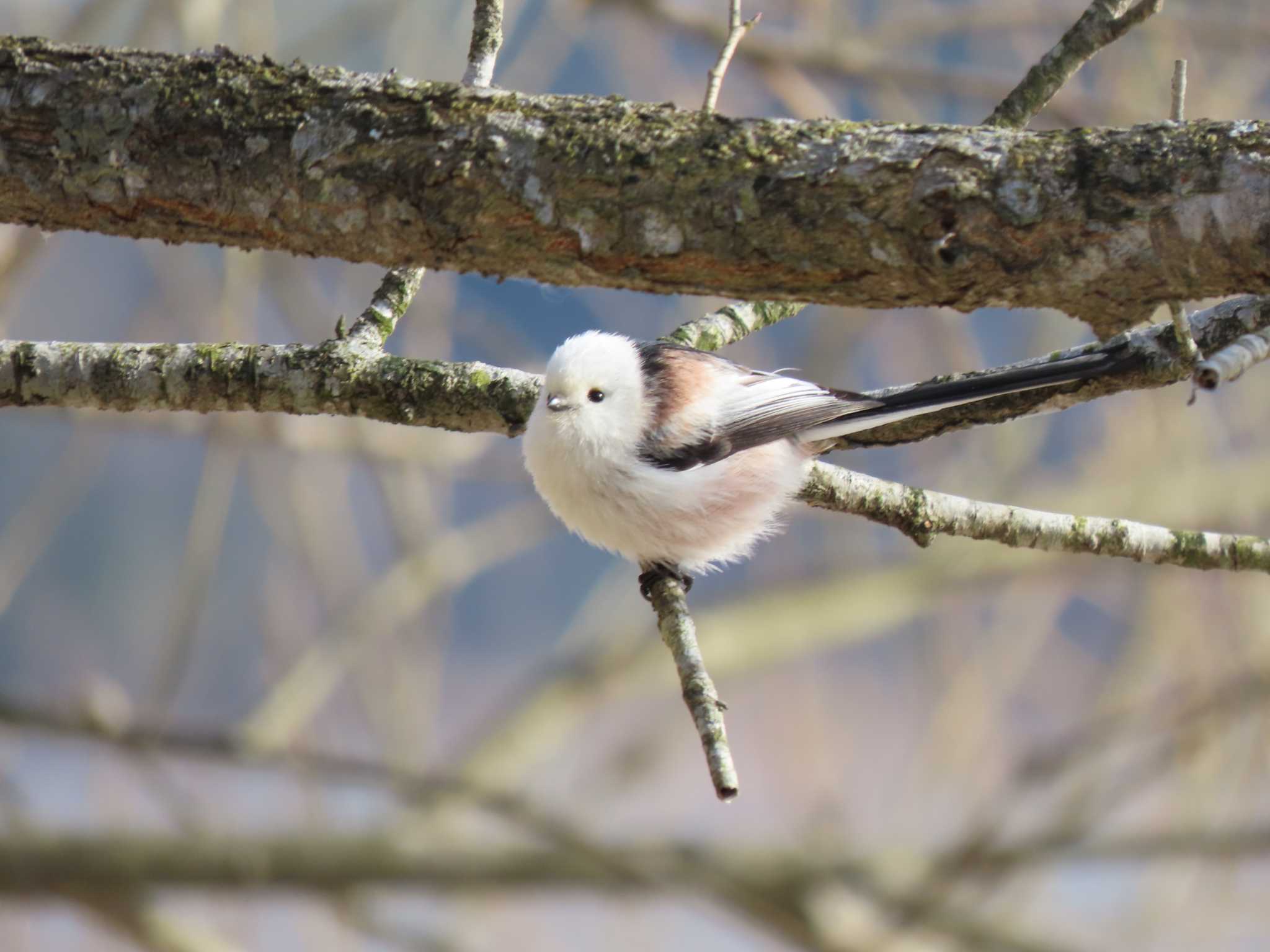 Long-tailed tit(japonicus)