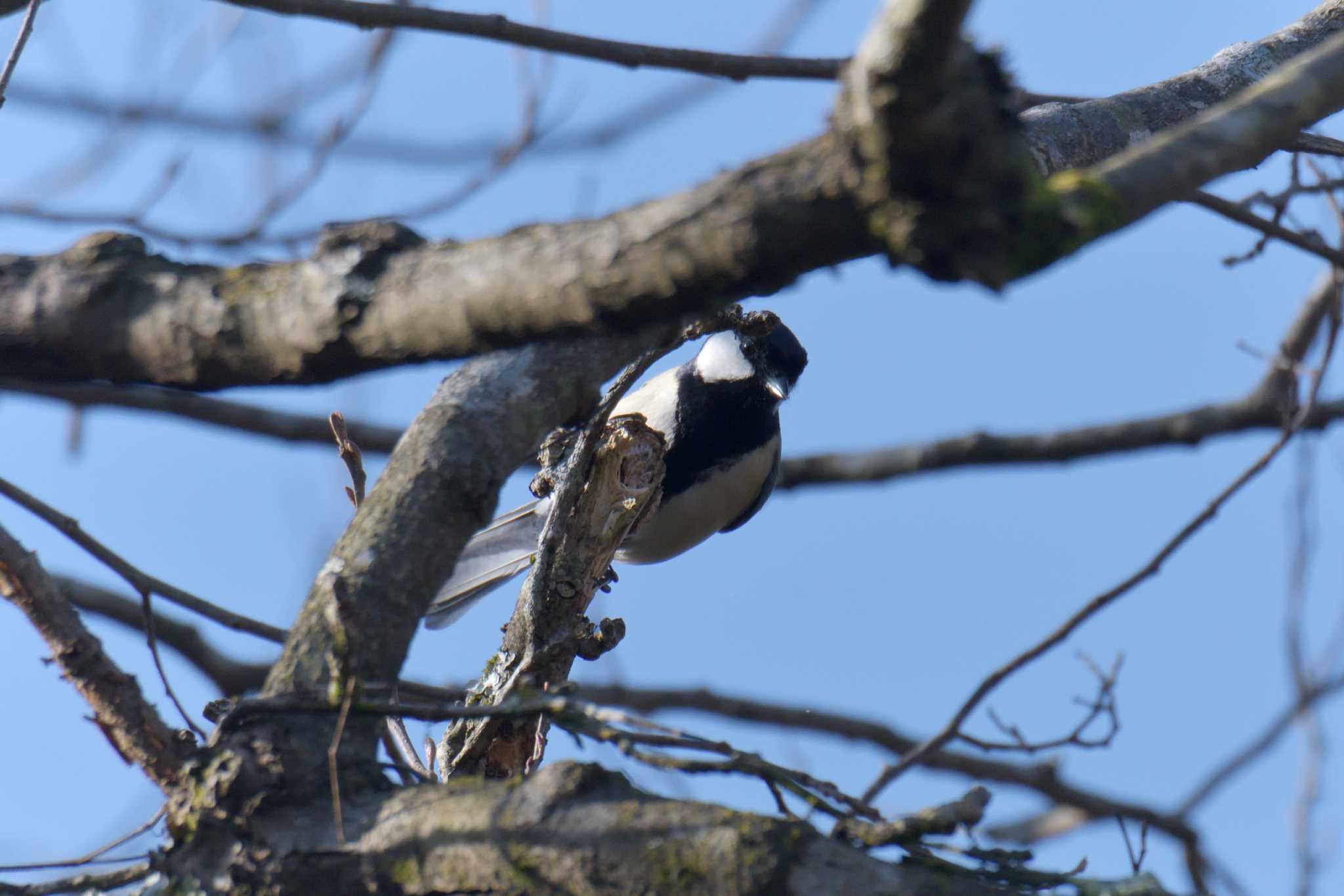 Japanese Tit