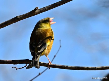 Grey-capped Greenfinch 近所の河川敷 Sun, 3/3/2024