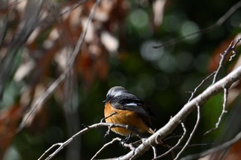 ジョウビタキ 馬見丘陵公園 2024年3月2日(土)