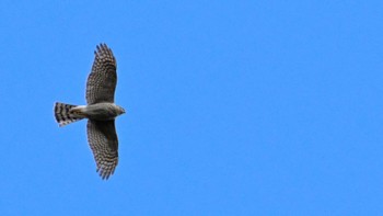 ハイタカ 馬見丘陵公園 2024年3月2日(土)