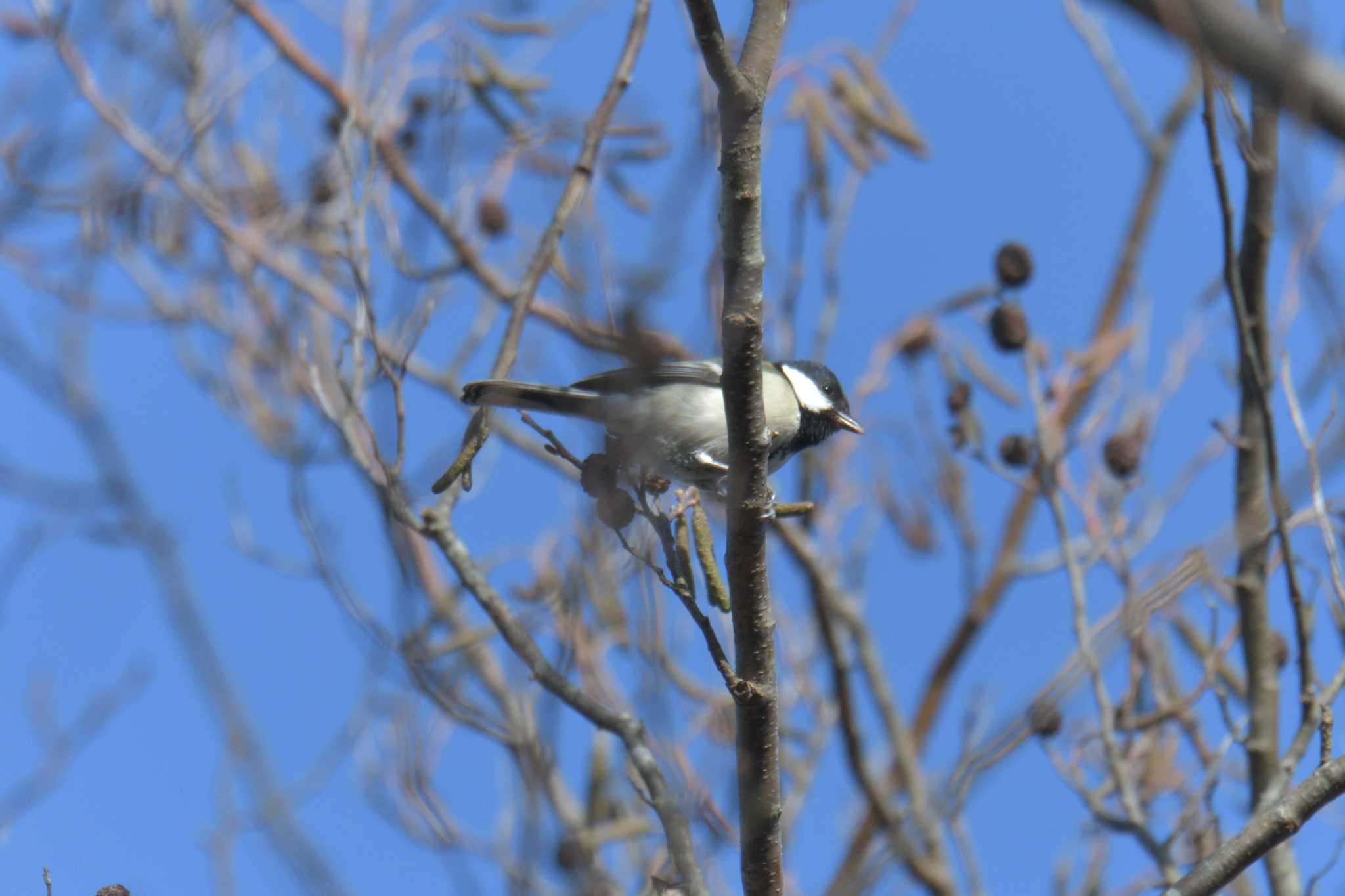 Japanese Tit