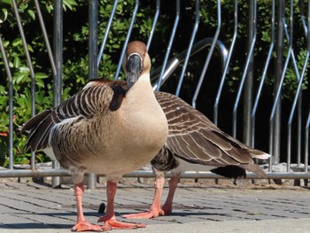 サカツラガン 大池親水公園 2024年3月3日(日)