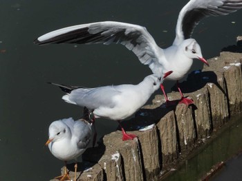 ユリカモメ 大池親水公園 2024年3月3日(日)