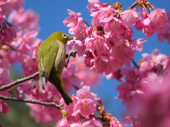 Warbling White-eye Unknown Spots Sun, 3/3/2024