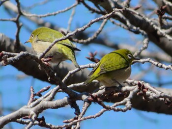 Warbling White-eye Unknown Spots Sun, 3/3/2024