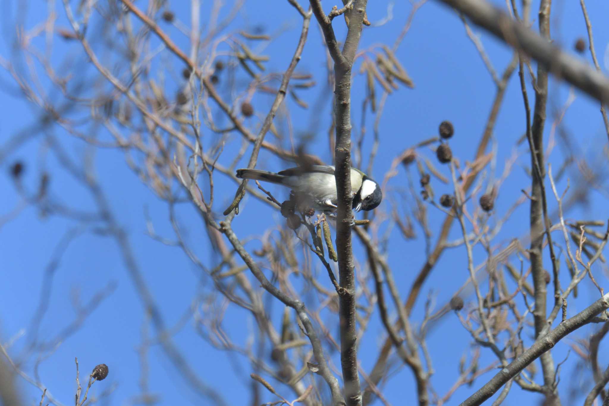 Japanese Tit