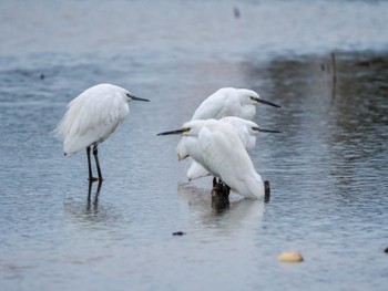 Sat, 2/17/2024 Birding report at Inashiki