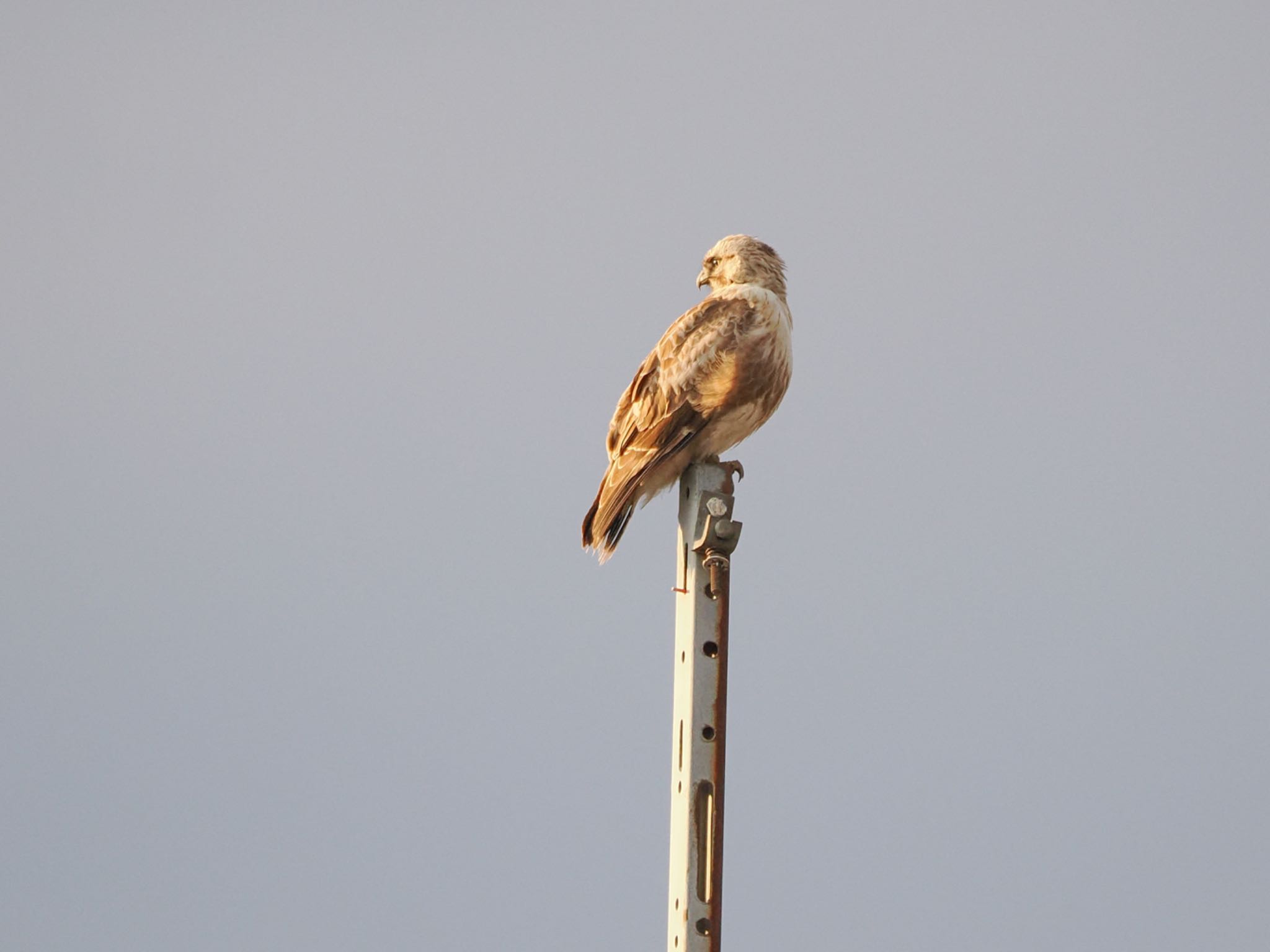 Eastern Buzzard