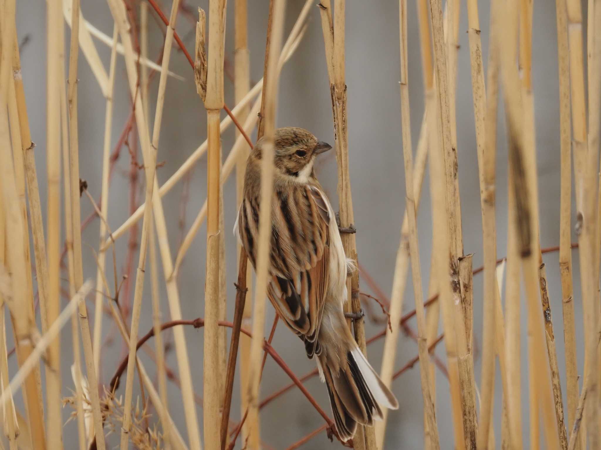 Photo of Common Reed Bunting at 境川遊水地公園 by とみた