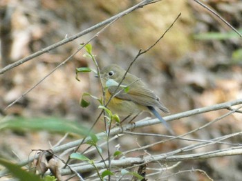 Sun, 3/3/2024 Birding report at きずきの森(北雲雀きずきの森)