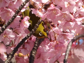 Warbling White-eye 木場公園(江東区) Unknown Date