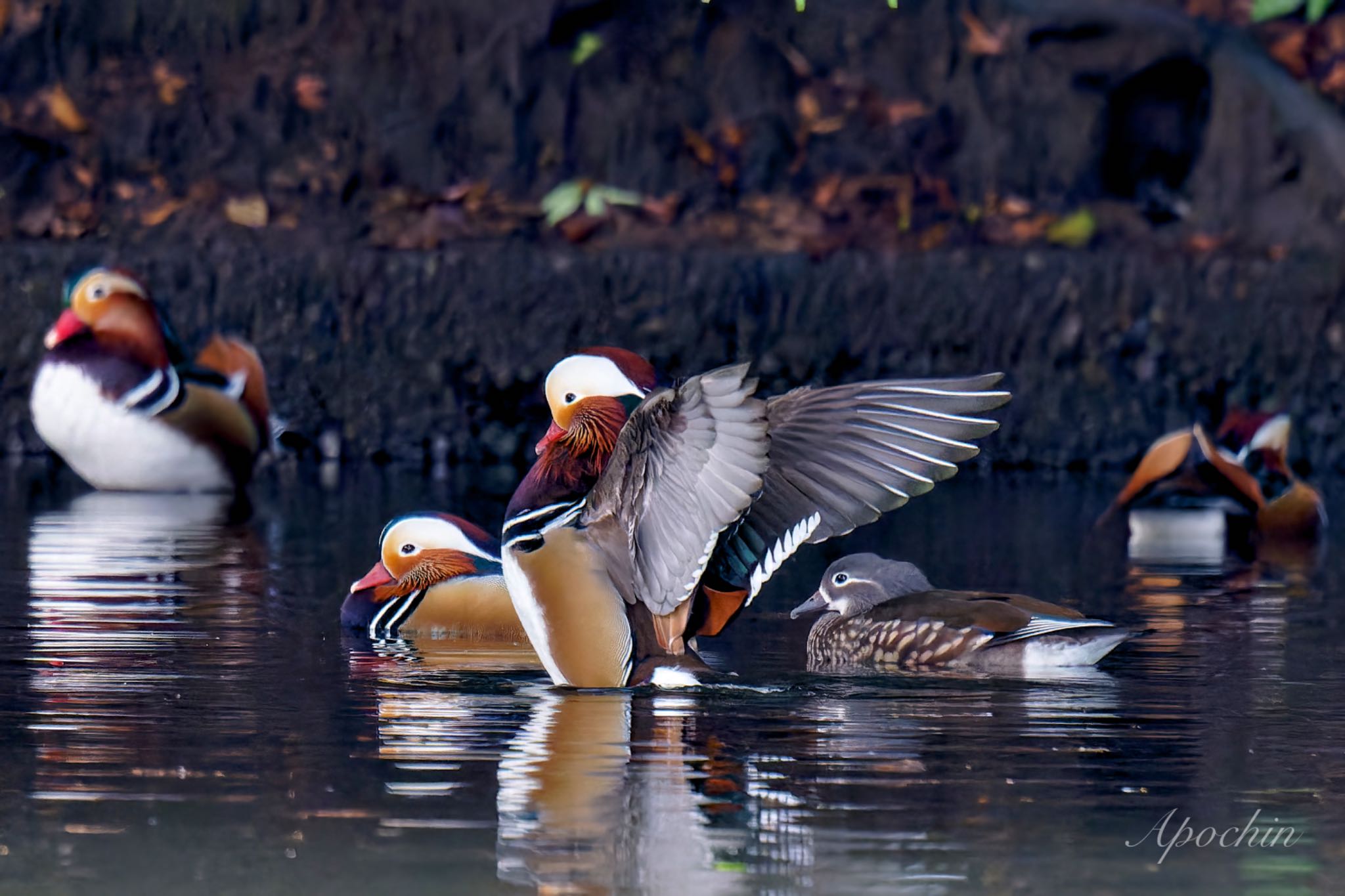 Photo of Mandarin Duck at Shinjuku Gyoen National Garden by アポちん