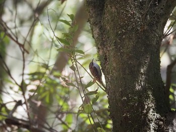 Eurasian Treecreeper Nara Park Sun, 3/3/2024