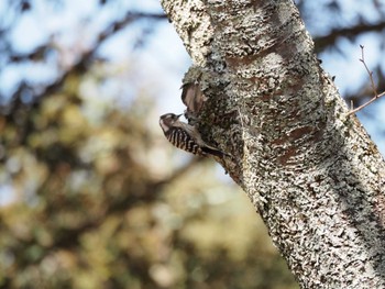 Japanese Pygmy Woodpecker Nara Park Sun, 3/3/2024