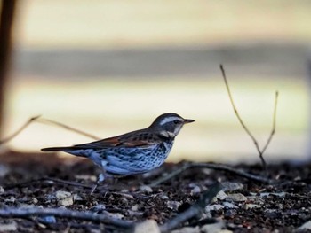 Dusky Thrush Nara Park Sun, 3/3/2024