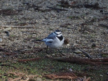 White Wagtail Nara Park Sun, 3/3/2024