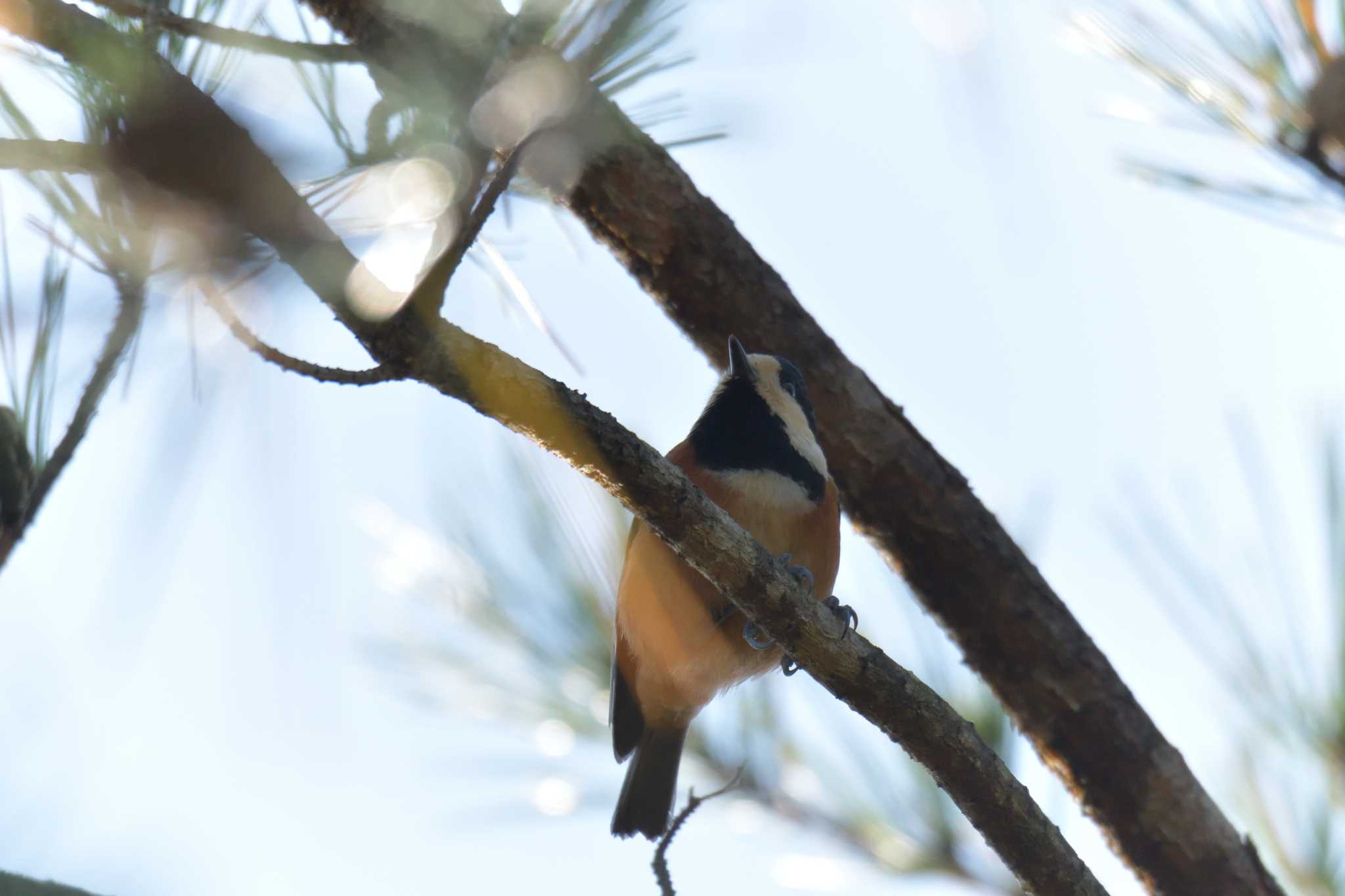 Varied Tit