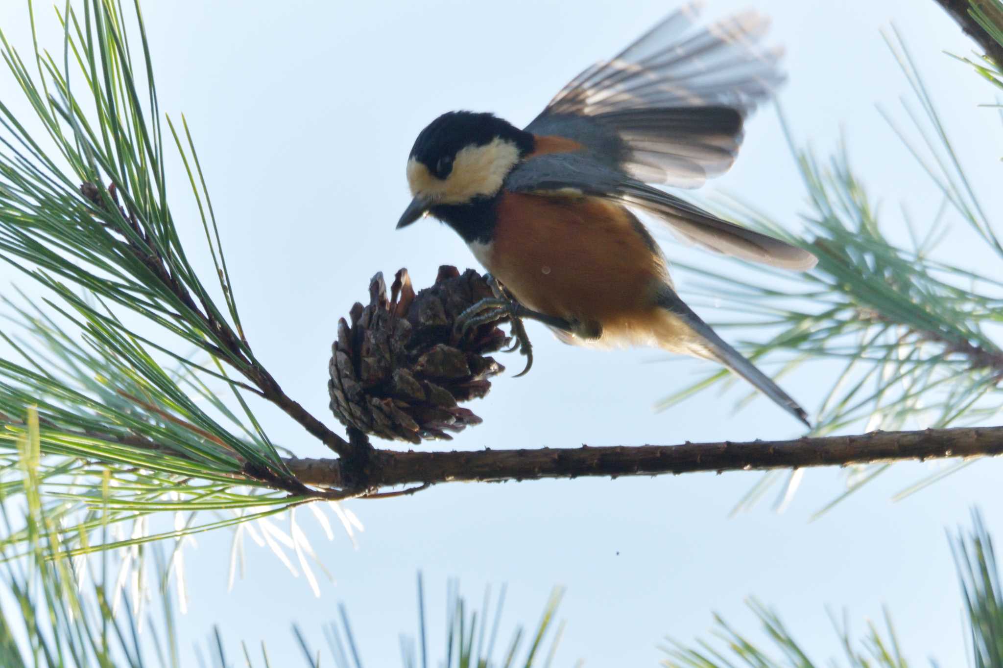 Varied Tit