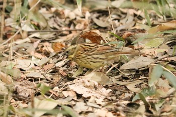 アオジ 三ツ池公園(横浜市鶴見区) 2019年2月26日(火)