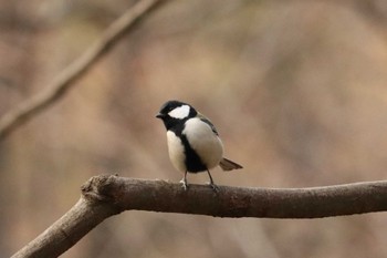 シジュウカラ 三ツ池公園(横浜市鶴見区) 2019年2月26日(火)