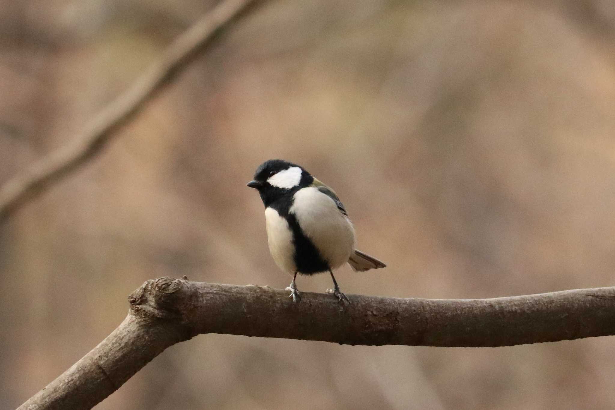 Photo of Japanese Tit at Mitsuike Park by Yuka