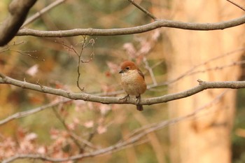 Bull-headed Shrike Mitsuike Park Tue, 2/26/2019