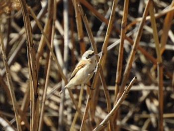 Chinese Penduline Tit 三重県桑名市 Sun, 3/3/2024