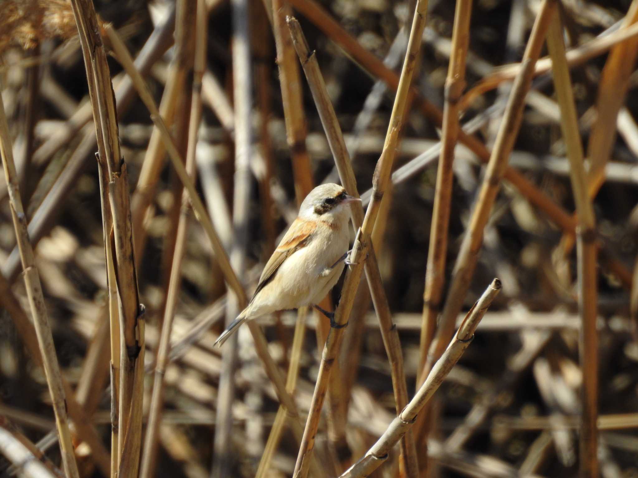 Chinese Penduline Tit