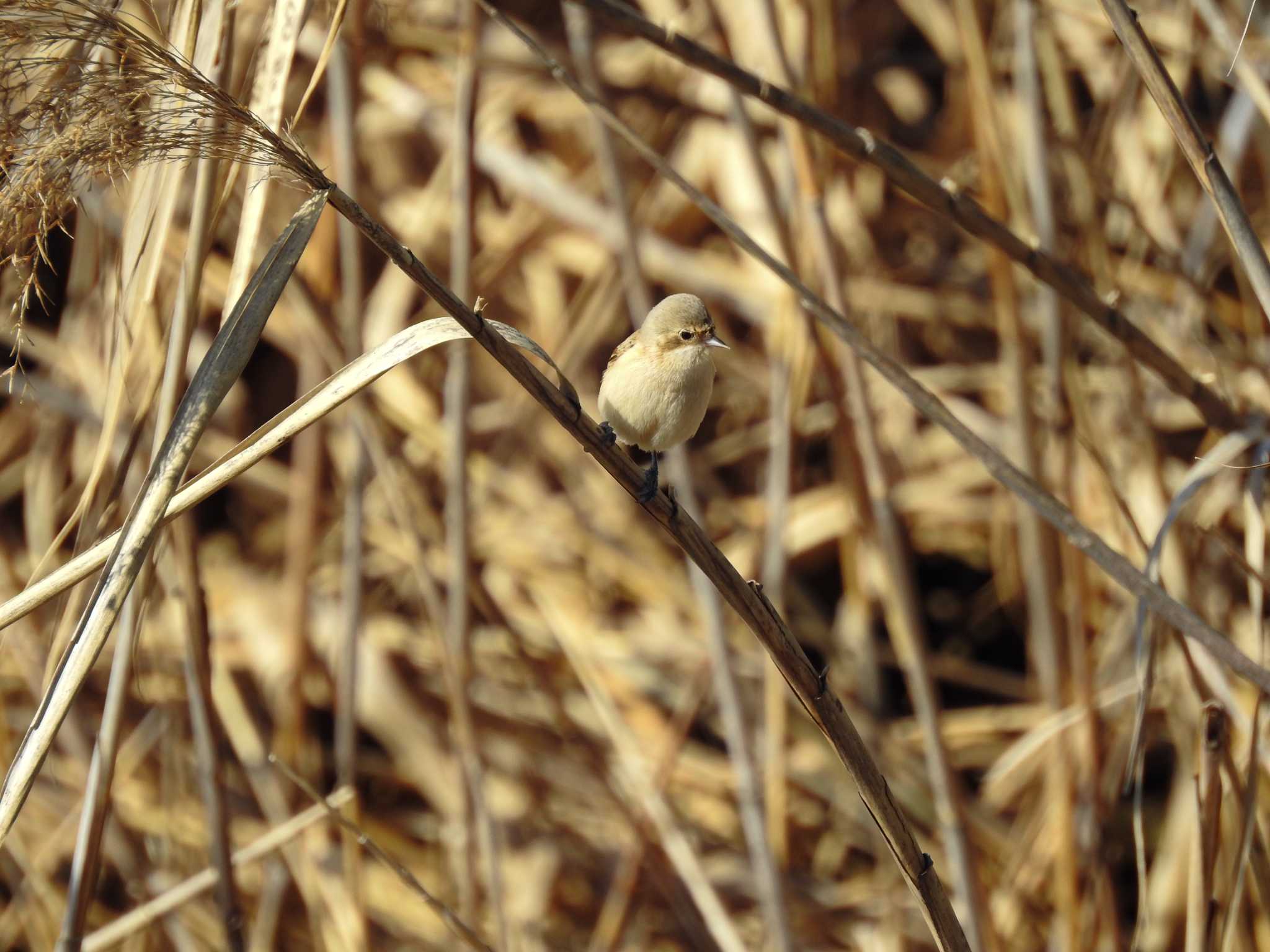 Photo of Chinese Penduline Tit at 三重県桑名市 by どらお