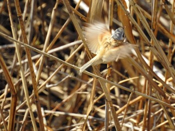 Chinese Penduline Tit 三重県桑名市 Sun, 3/3/2024