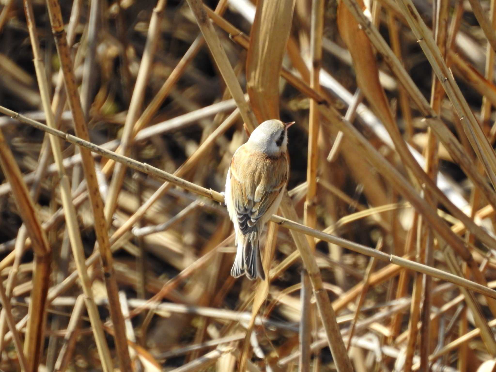 Chinese Penduline Tit