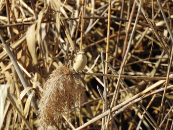 Chinese Penduline Tit 三重県桑名市 Sun, 3/3/2024