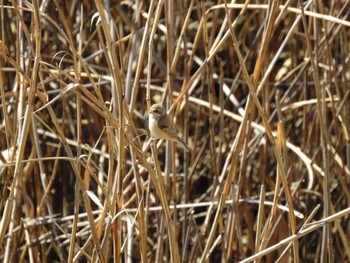 Chinese Penduline Tit 三重県桑名市 Sun, 3/3/2024