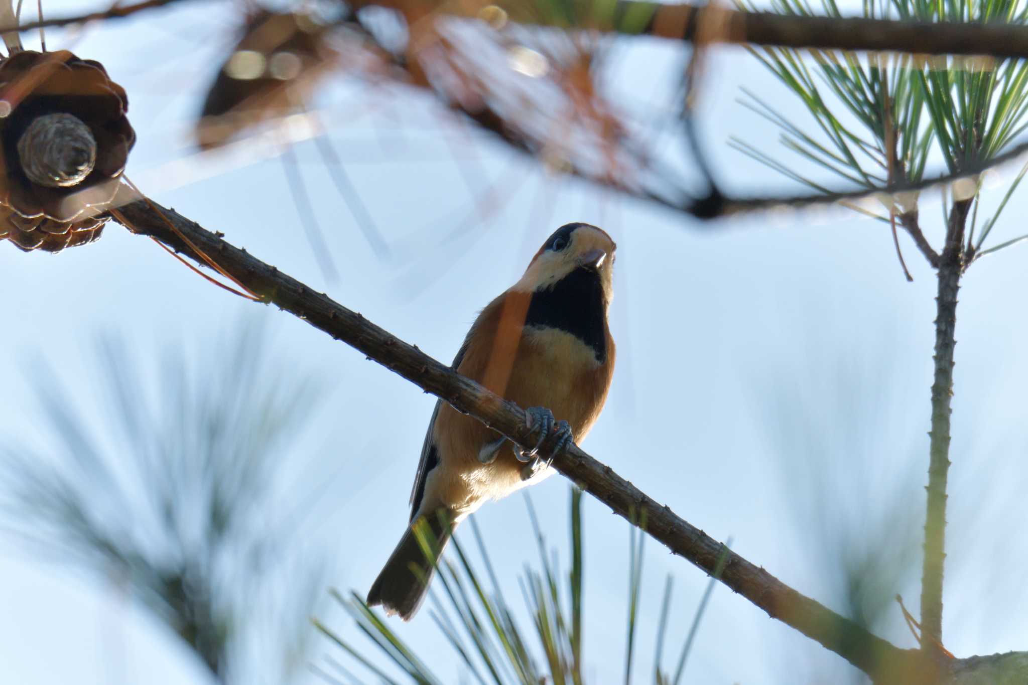 Varied Tit