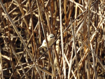 Chinese Penduline Tit 三重県桑名市 Sun, 3/3/2024