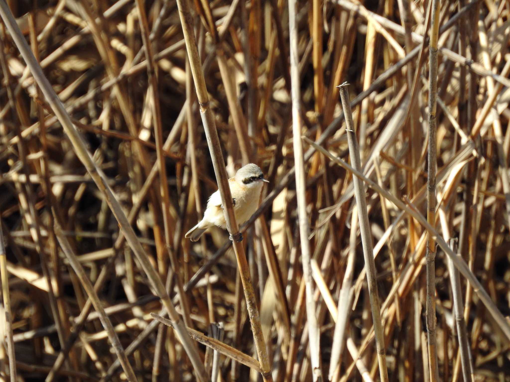 Chinese Penduline Tit