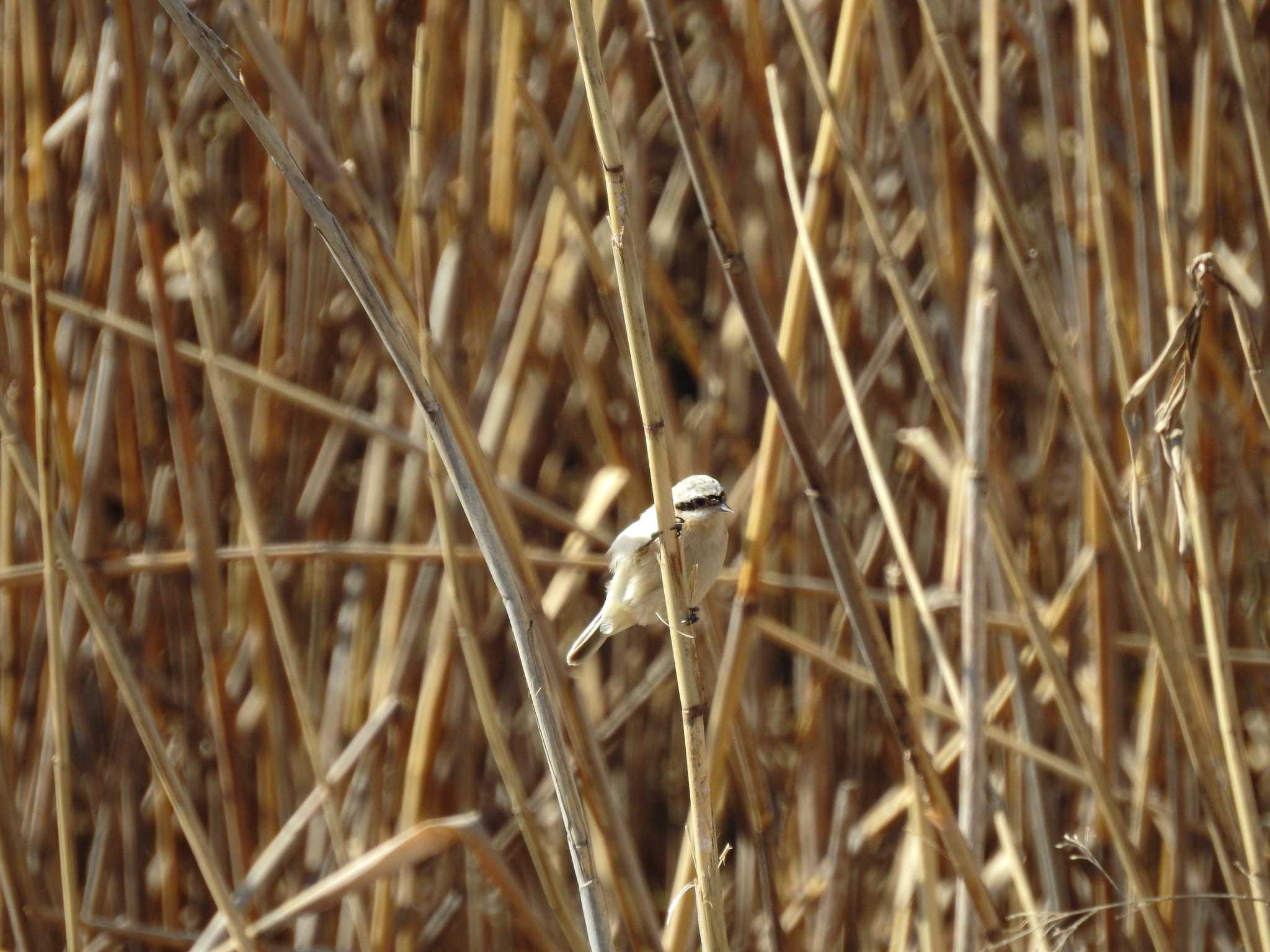 Chinese Penduline Tit