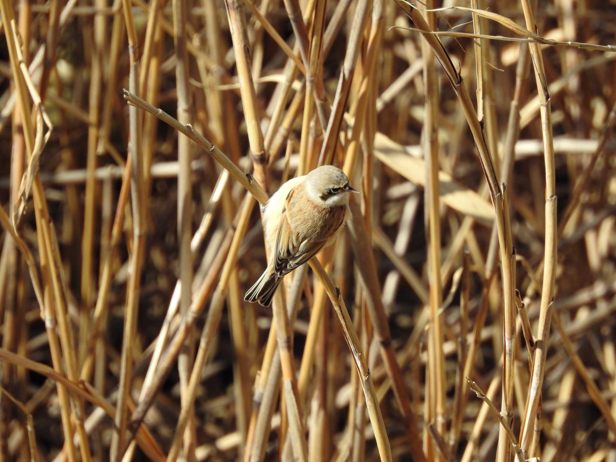 Chinese Penduline Tit