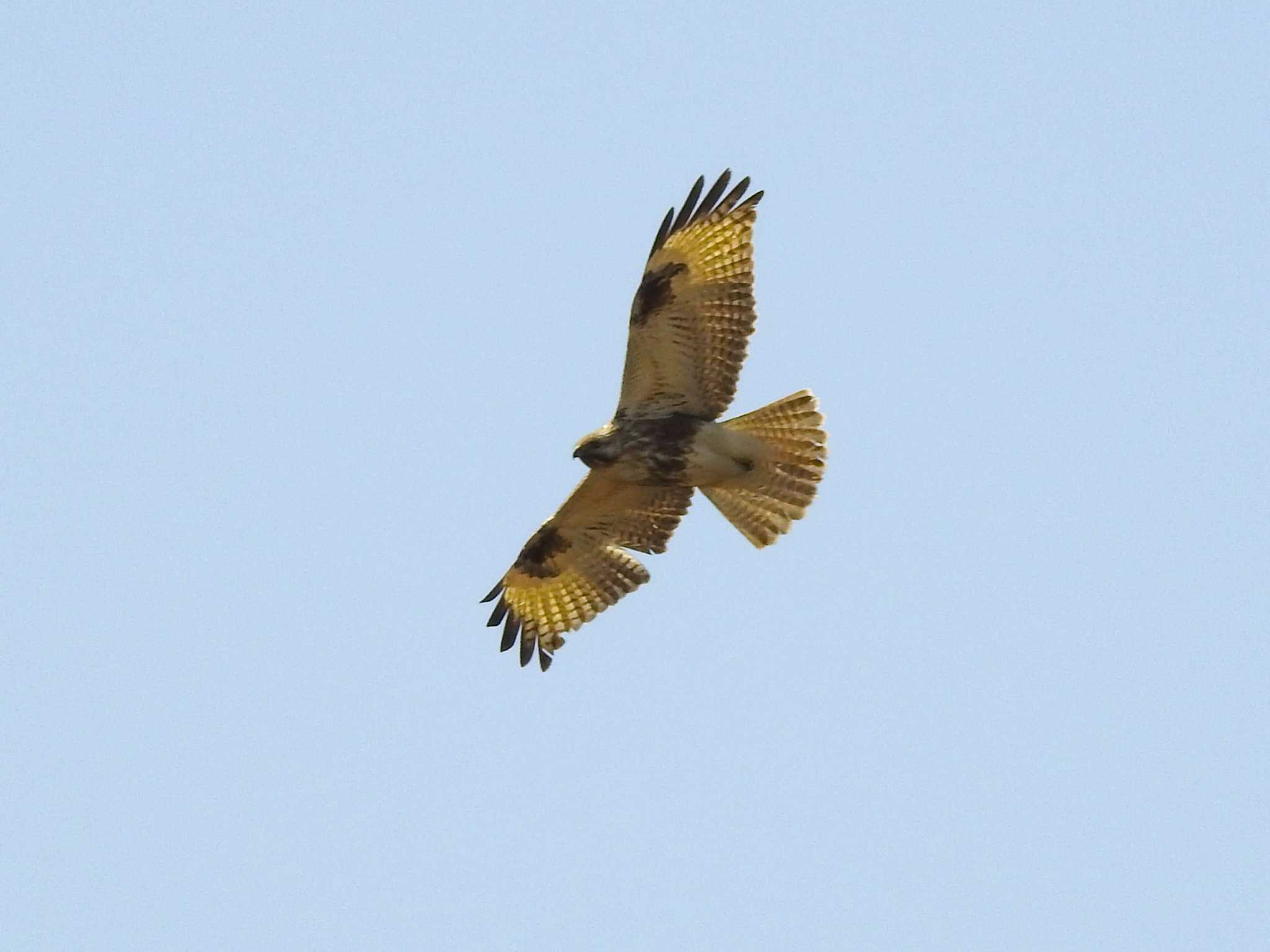 Eastern Buzzard