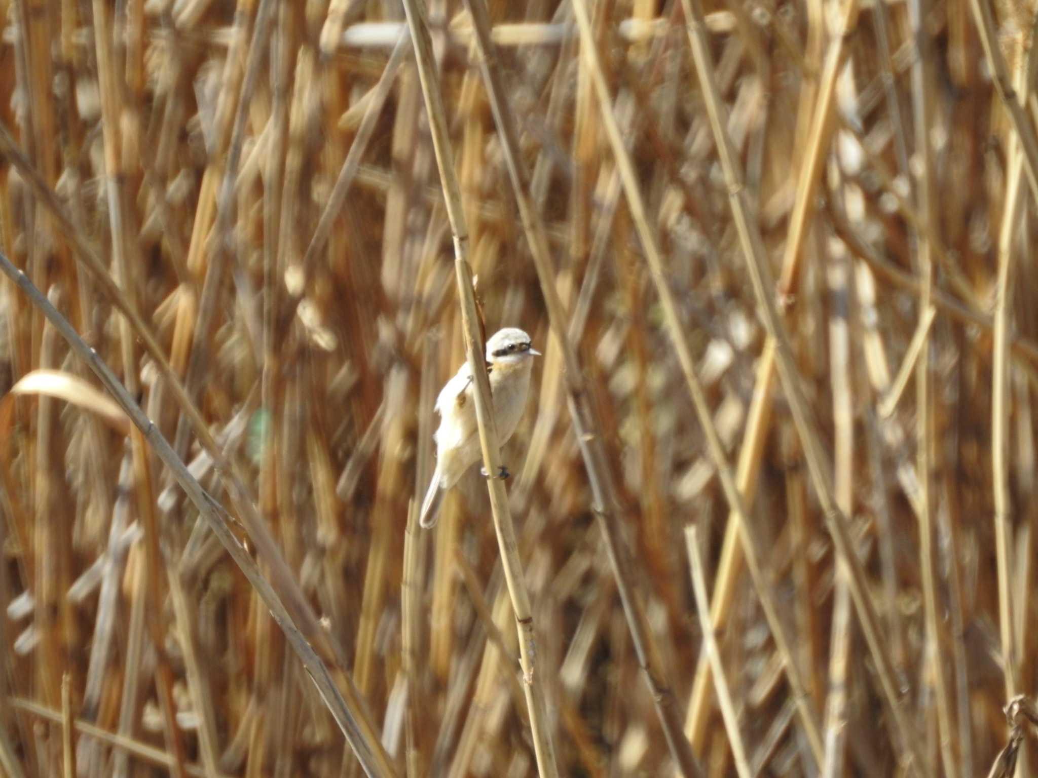 Chinese Penduline Tit