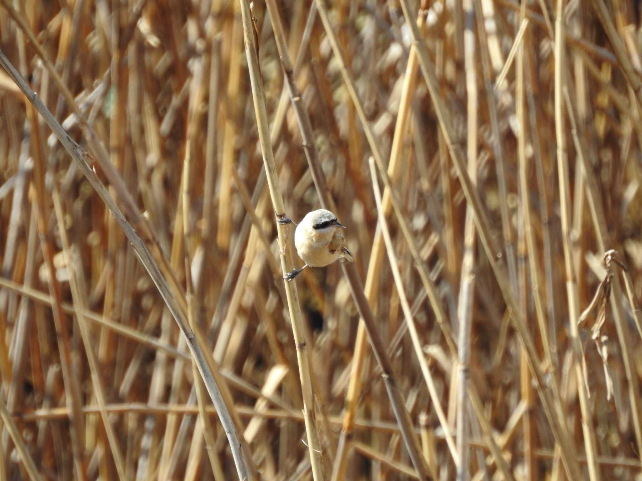 Chinese Penduline Tit