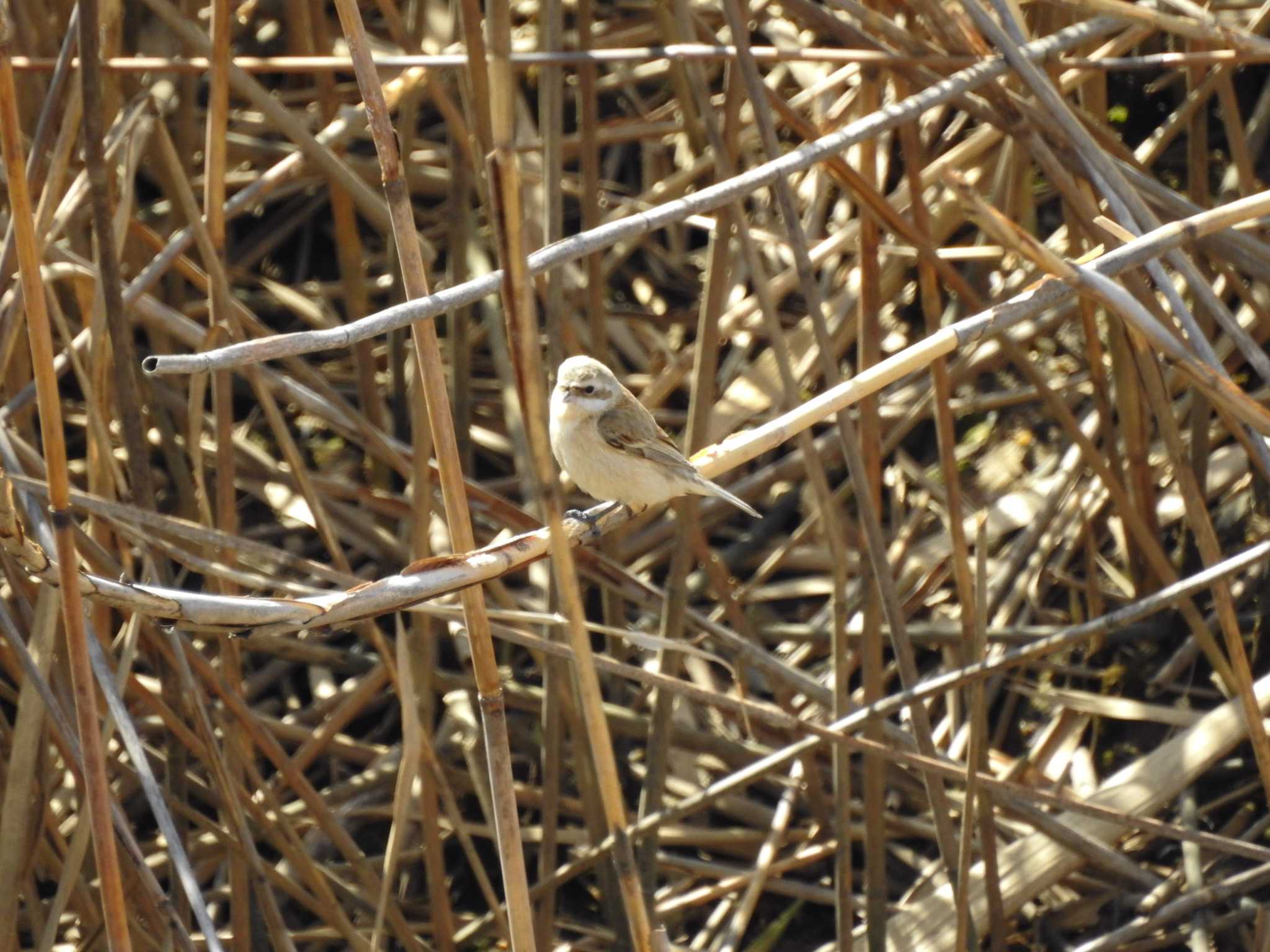 Chinese Penduline Tit