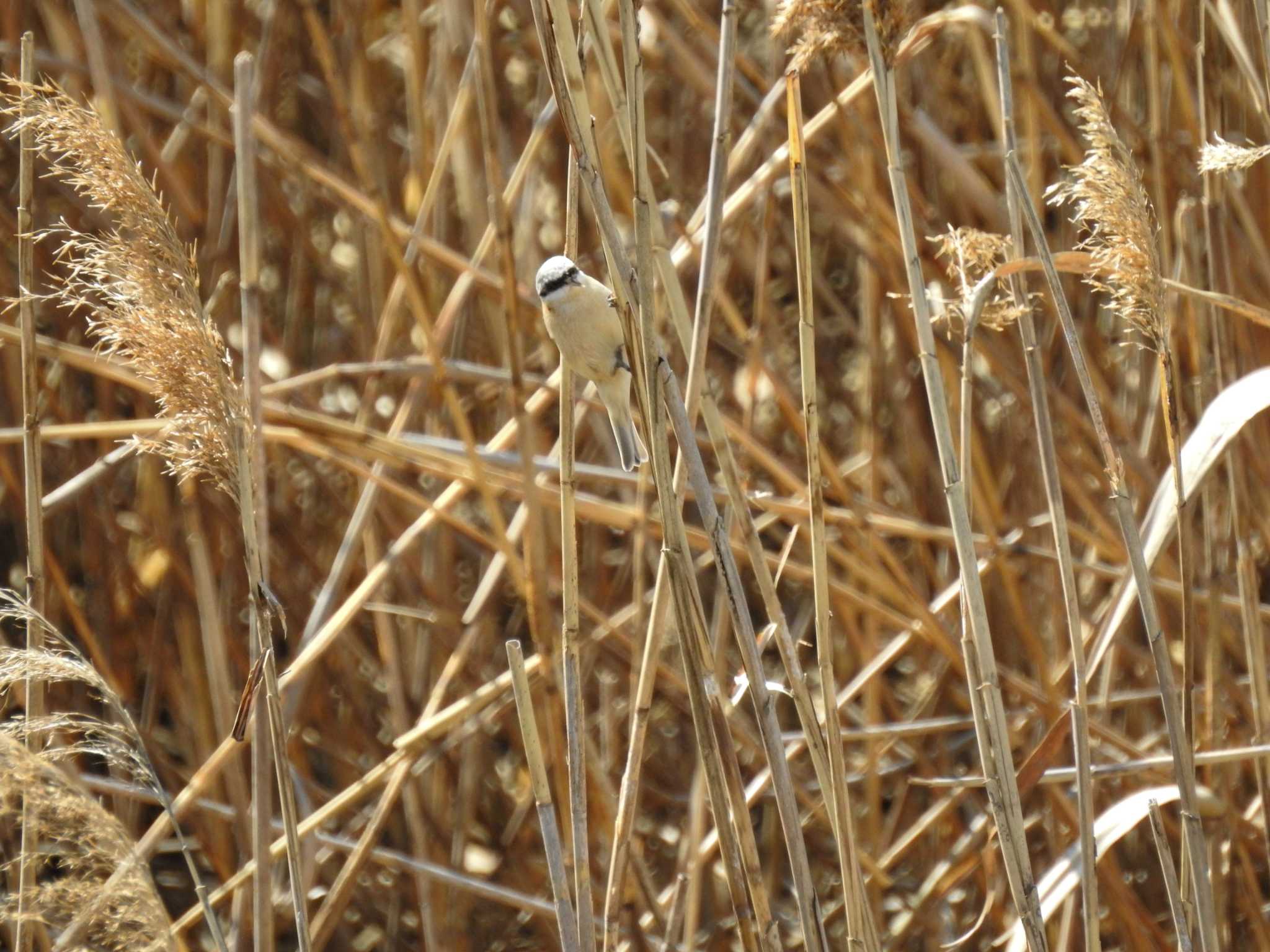 Chinese Penduline Tit