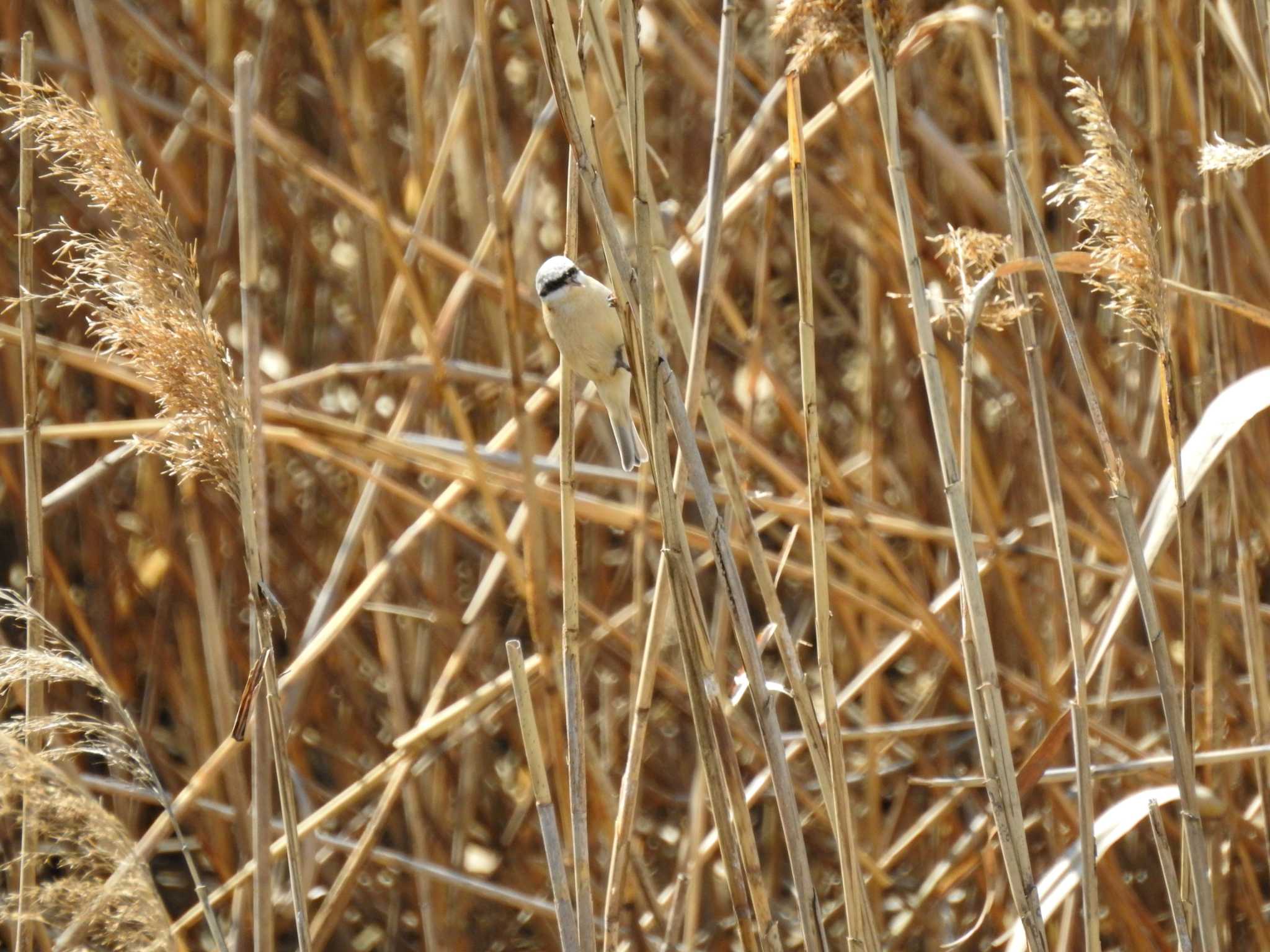 Chinese Penduline Tit